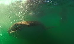 Greenwater Image: Whaleshark, Sea of Cortez.
D2x 10.5mm by Rand Mcmeins 